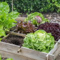 Growing Vegetables in Small Spaces: The Ultimate Guide