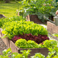 Best Vegetables for Raised Bed Gardens