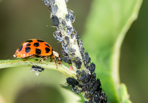 Natural Pest Control Methods for Organic Gardens