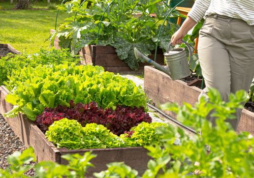 Best Vegetables for Raised Bed Gardens